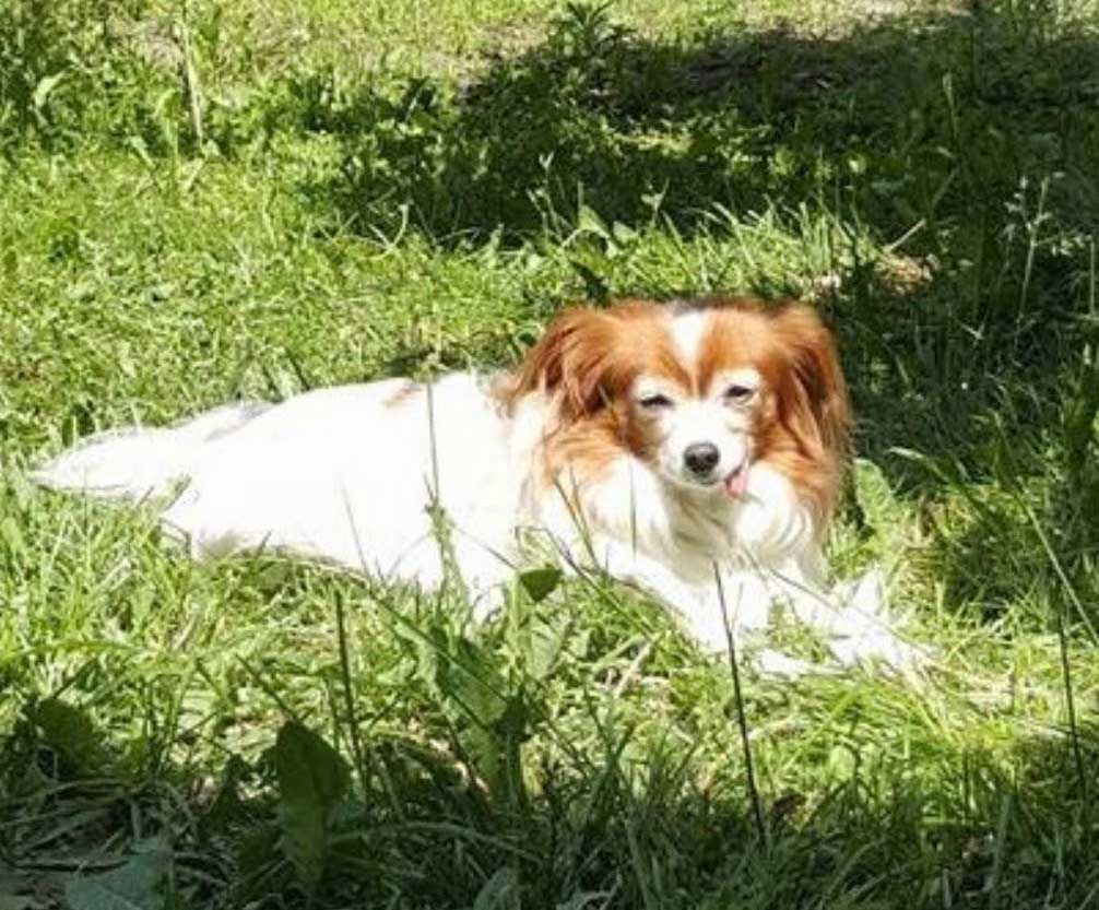 Bailey sitting in the grass