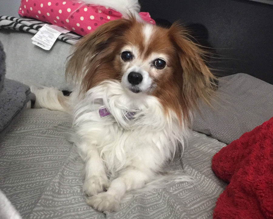 Bailey sitting on couch