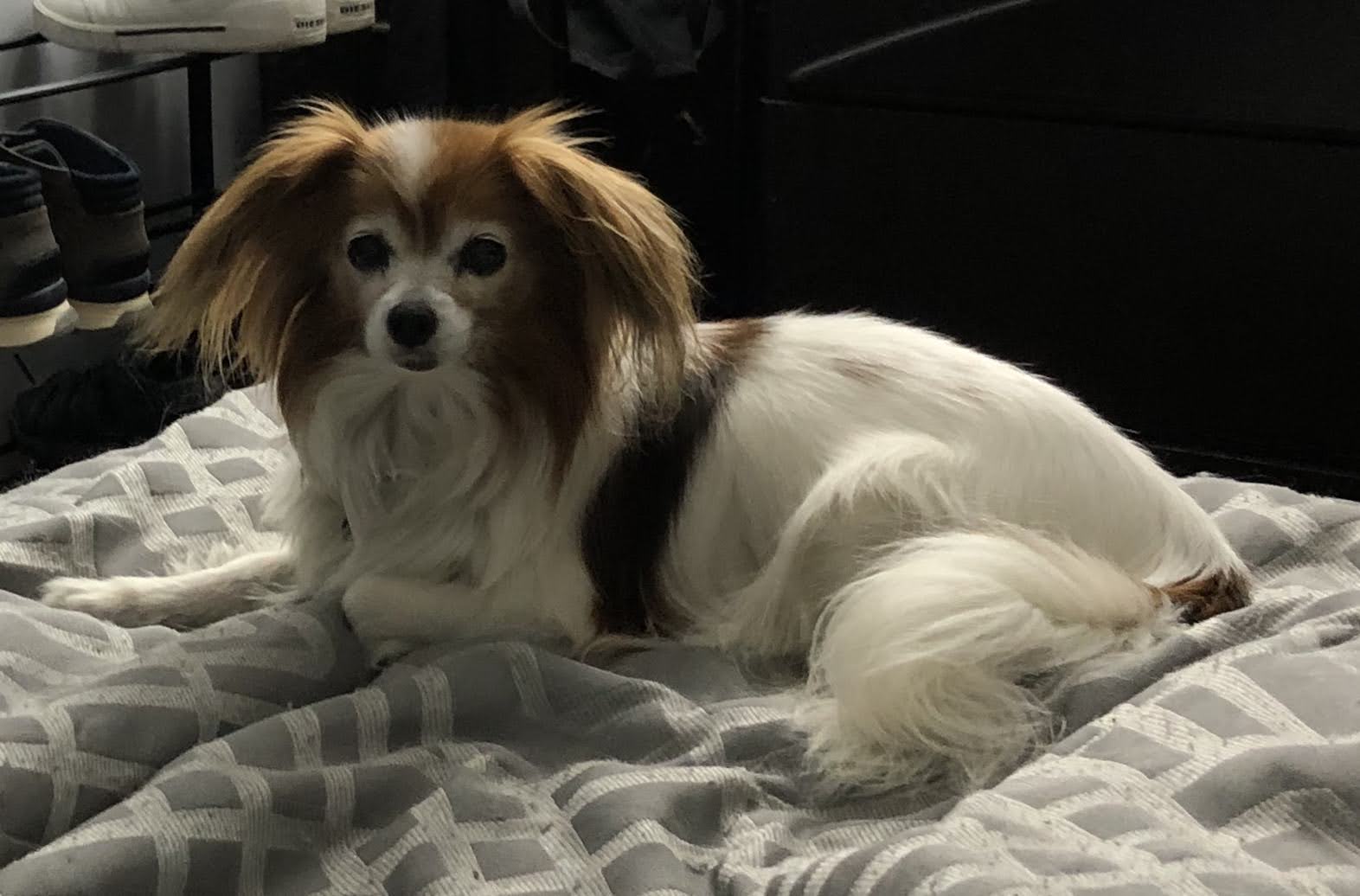 Bailey sitting on couch